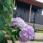 家と紫陽花とカタツムリ